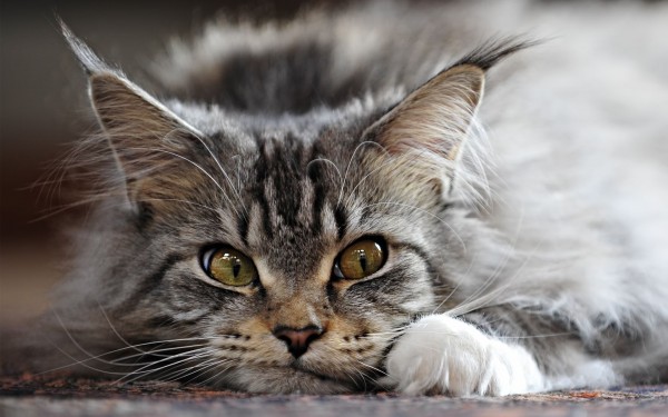 maine_coon_wallpapers_17