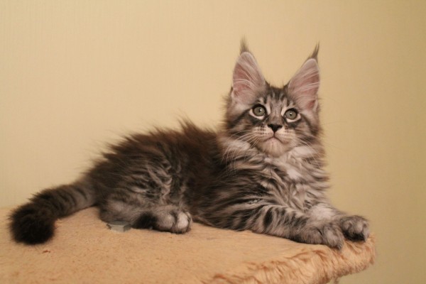 maine_coon_wallpapers_25