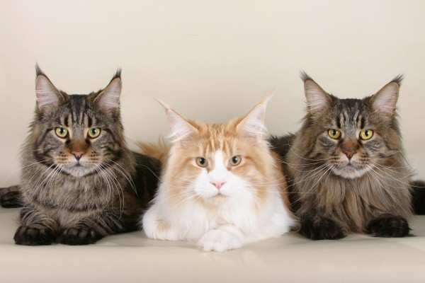 maine_coon_wallpapers_26