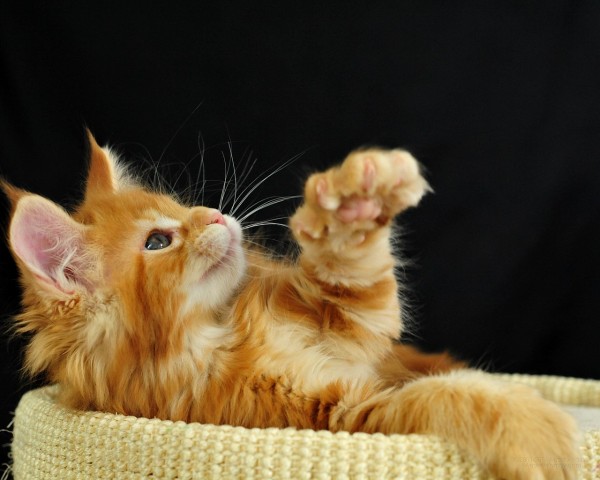 maine_coon_wallpapers_3
