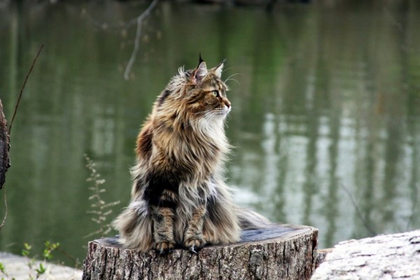 maine_coon_wallpapers_4