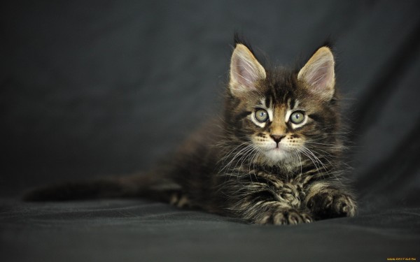 maine_coon_wallpapers_7