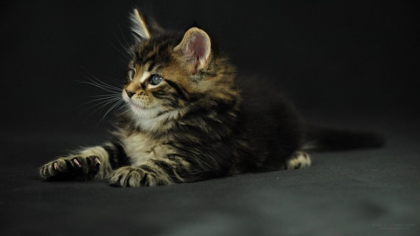 maine_coon_wallpapers_8