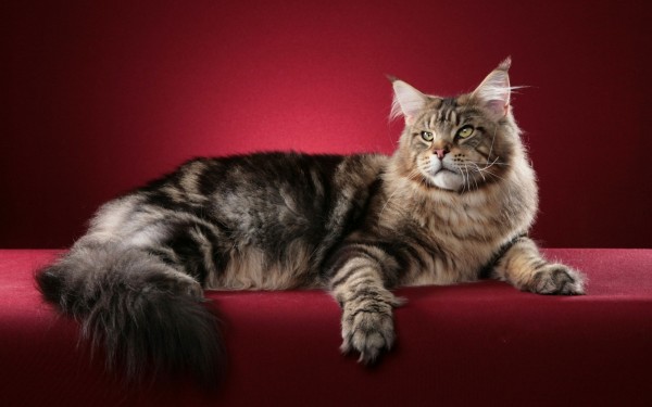 maine_coon_wallpapers_9